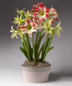 Brighter Blooms Red And Green Amaryllis Trio