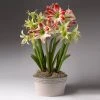 Brighter Blooms Red And Green Amaryllis Trio