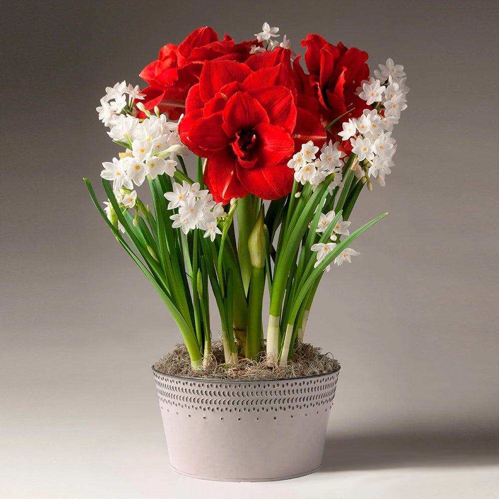 Brighter Blooms Inferno Amaryllis And Paperwhites 2 Brighter Blooms Inferno Amaryllis And Paperwhites