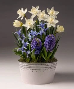 Brighter Blooms SHOP ALL White Narcissus With Blue Hyacinth And Iris