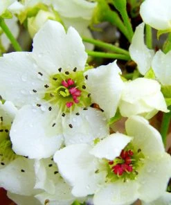 Brighter Blooms 20th Century (Nijisseiki) Asian Pear Tree Fruit Trees 7 Brighter Blooms 20th Century (Nijisseiki) Asian Pear Tree Fruit Trees