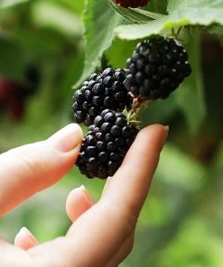 Brighter Blooms 3-in-1 Blackberry Bush 8 Brighter Blooms 3-in-1 Blackberry Bush