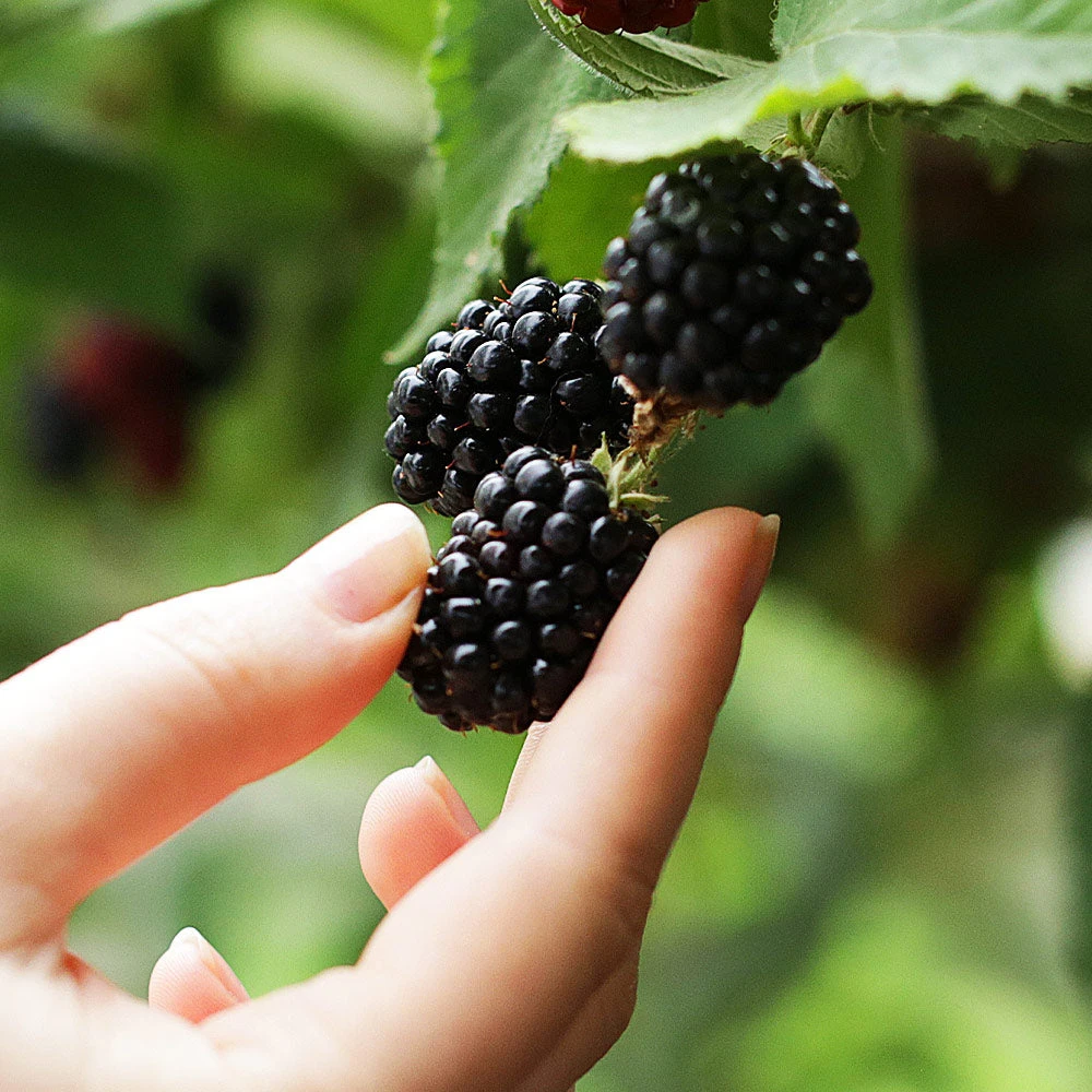 Brighter Blooms 3-in-1 Blackberry Bush 3 Brighter Blooms 3-in-1 Blackberry Bush