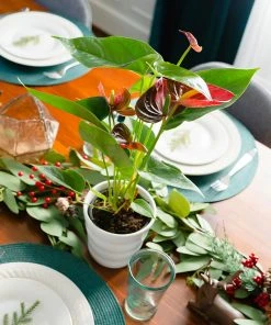 Brighter Blooms Red Anthurium Plant SHOP ALL