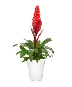 Brighter Blooms SHOP ALL Bromeliad Plant