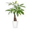 Brighter Blooms Money Tree In White Pot