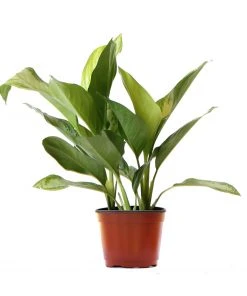 Brighter Blooms Green Chinese Evergreen Plant Shrubs & Hedges