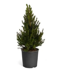 Brighter Blooms Dwarf Alberta Spruce Gift Plant Shrubs & Hedges