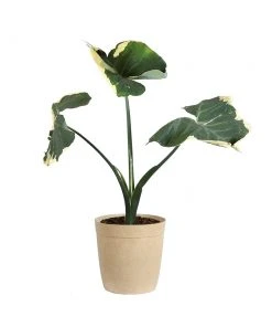 Brighter Blooms Mickey Mouse Alocasia (Alocasia Xanthosoma Variegata) 16 Brighter Blooms Mickey Mouse Alocasia (Alocasia Xanthosoma Variegata)