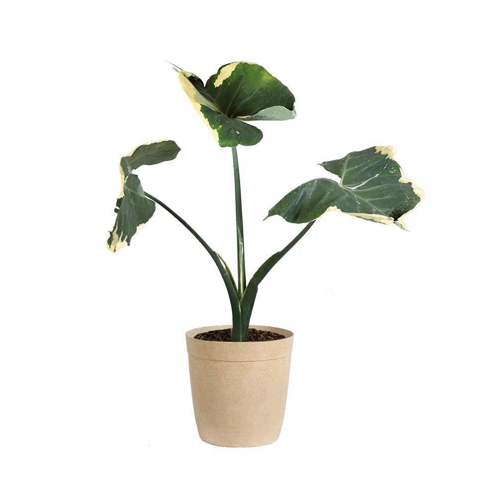 Brighter Blooms Mickey Mouse Alocasia (Alocasia Xanthosoma Variegata) 8 Brighter Blooms Mickey Mouse Alocasia (Alocasia Xanthosoma Variegata)