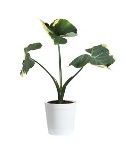 Brighter Blooms Mickey Mouse Alocasia (Alocasia Xanthosoma Variegata) 17 Brighter Blooms Mickey Mouse Alocasia (Alocasia Xanthosoma Variegata)