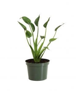 Brighter Blooms House & Patio Tiny Dancer Plant 15 Brighter Blooms House & Patio Tiny Dancer Plant