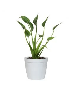 Brighter Blooms House & Patio Tiny Dancer Plant 17 Brighter Blooms House & Patio Tiny Dancer Plant