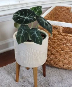 Brighter Blooms Alocasia Black Velvet House & Patio