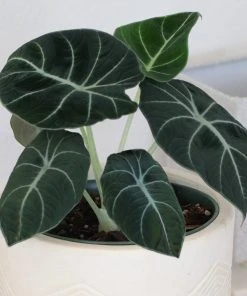Brighter Blooms Alocasia Black Velvet House & Patio