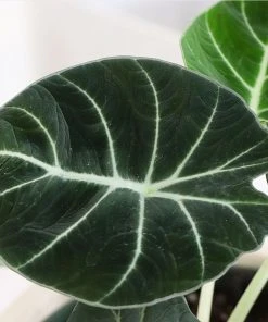 Brighter Blooms Alocasia Black Velvet House & Patio