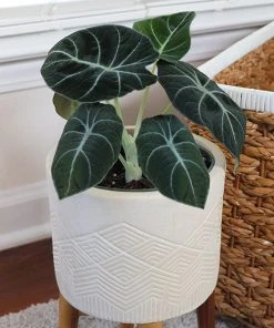 Brighter Blooms Alocasia Black Velvet House & Patio