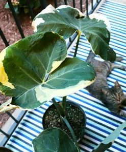 Brighter Blooms Rare House Plant Kit House & Patio