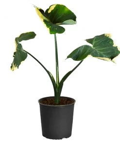 Brighter Blooms Mickey Mouse Alocasia (Alocasia Xanthosoma Variegata) 15 Brighter Blooms Mickey Mouse Alocasia (Alocasia Xanthosoma Variegata)