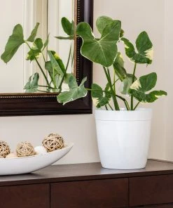 Brighter Blooms Mickey Mouse Alocasia (Alocasia Xanthosoma Variegata) 11 Brighter Blooms Mickey Mouse Alocasia (Alocasia Xanthosoma Variegata)