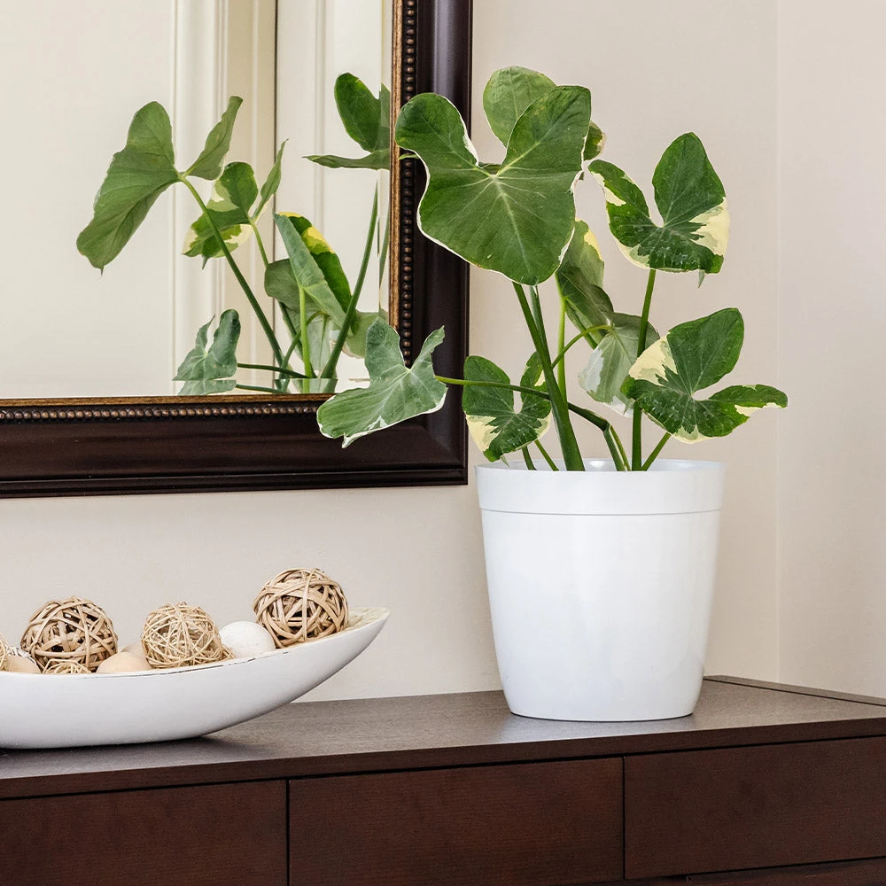 Brighter Blooms Mickey Mouse Alocasia (Alocasia Xanthosoma Variegata) 3 Brighter Blooms Mickey Mouse Alocasia (Alocasia Xanthosoma Variegata)