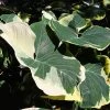 Brighter Blooms Mickey Mouse Alocasia (Alocasia Xanthosoma Variegata)