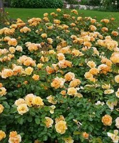 Brighter Blooms Roses Flower Carpet Amber Rose