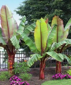 Brighter Blooms Red Abyssinian Banana Tree