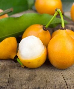 Brighter Blooms Achacha Fruit Tree