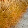 Brighter Blooms Maiden Grass Ornamental Grasses