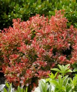 Brighter Blooms Admiration Barberry Shrub 7 Brighter Blooms Admiration Barberry Shrub