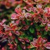 Brighter Blooms Admiration Barberry Shrub