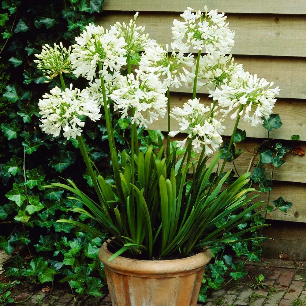 Brighter Blooms Lily Of The Nile (White) Plant 4 Brighter Blooms Lily Of The Nile (White) Plant