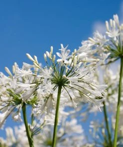 Brighter Blooms Lily Of The Nile (White) Plant 9 Brighter Blooms Lily Of The Nile (White) Plant