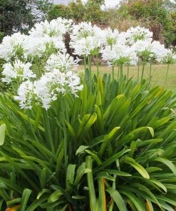 Brighter Blooms Lily Of The Nile (White) Plant