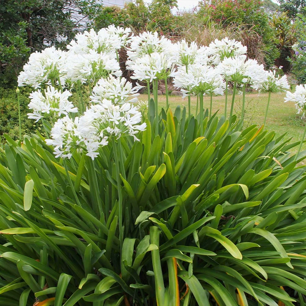 Brighter Blooms Lily Of The Nile (White) Plant 2 Brighter Blooms Lily Of The Nile (White) Plant
