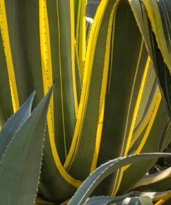 Brighter Blooms Variegated Century Plant Shrubs & Hedges