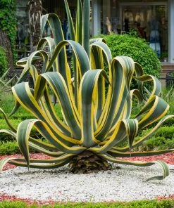Brighter Blooms Variegated Century Plant Shrubs & Hedges