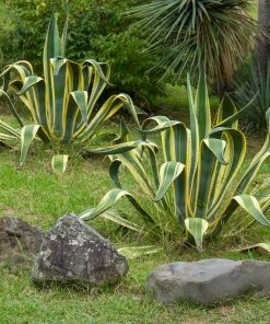Brighter Blooms Variegated Century Plant Shrubs & Hedges