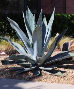 Brighter Blooms Blue American Agave Plant Shrubs & Hedges