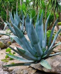 Brighter Blooms SHOP ALL Century Plant