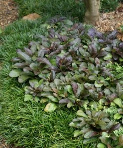 Brighter Blooms Chocolate Chip Ajuga Plant