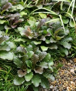 Brighter Blooms Chocolate Chip Ajuga Plant
