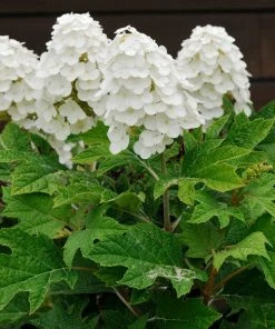 Brighter Blooms Alice Oakleaf Hydrangea Shrub Shrubs & Hedges