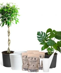 Brighter Blooms House & Patio All-in-One House Plant Kit