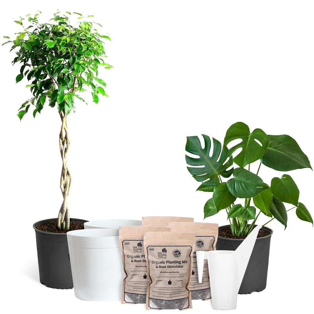 Brighter Blooms House & Patio All-in-One House Plant Kit 2 Brighter Blooms House & Patio All-in-One House Plant Kit