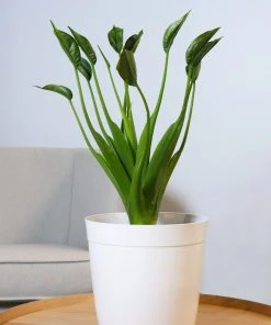 Brighter Blooms Rare House Plant Kit House & Patio