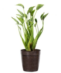 Brighter Blooms House & Patio Tiny Dancer Plant 11 Brighter Blooms House & Patio Tiny Dancer Plant