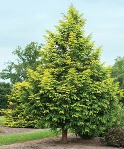Brighter Blooms Amber Glow™ Redwood Tree