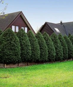 Brighter Blooms Evergreen & Privacy American Arborvitae Tree